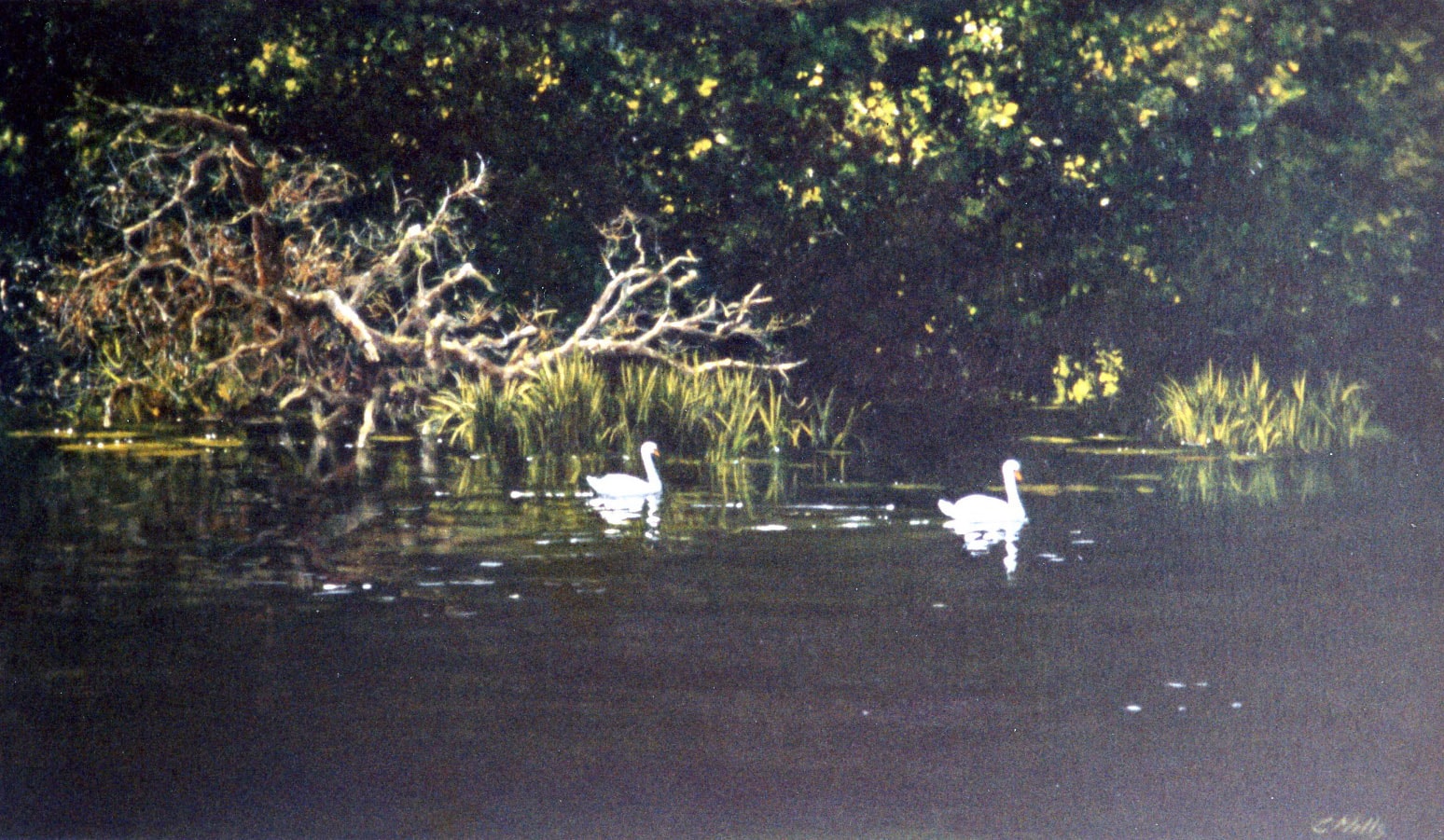 Above the Wier Oil on Canvas 20 x 34